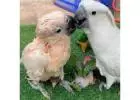Healthy Cockatoo Parrots for Sale/Adoption
