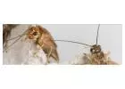 Roach Exterminator Bayswater