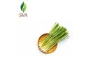 Lemongrass Essential Oil Exporter