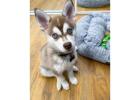 Alaskan klee kai toy for sale