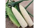 Grow Sweet and Sticky Waxy Corn – A Gardener's Delight