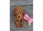 Adorable Toy Poodle Puppies |