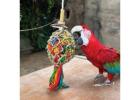 Tame Talking African Grey & Macaws Parrots