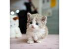 Munchkin cat for sale -PA