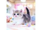 Munchkin cat for sale