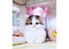 Munchkin cat for sale